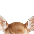 cryingfawn